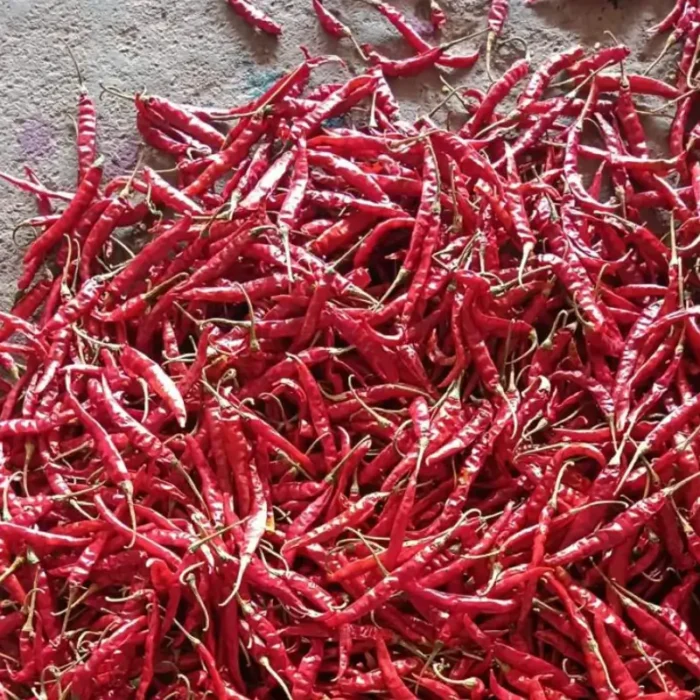 Teja Chilli stemless / stem - Image 3